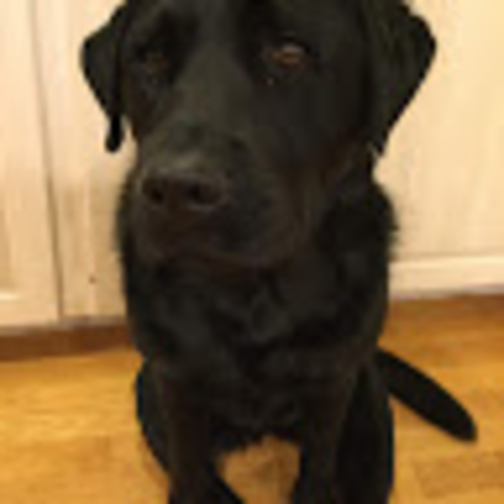 Meet your Posher, Maeve